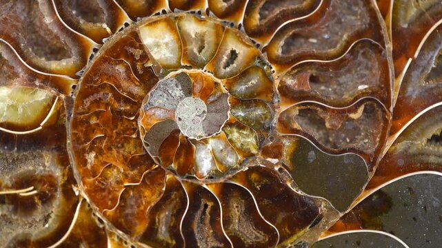Nautilus shell, Ammonite fossil shell section rotation backdrop. Ancient macro abstract texture Background. Polished ammonite fossil shell with mineral crystals. Close up. 