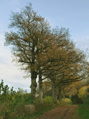 Eichenallee mit asymmetrisch geformten Baumkronen