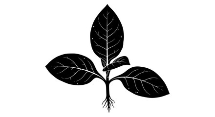 Obraz premium Illustration of a plant with three large leaves and visible roots, depicted in black and white with detailed vein patterns.