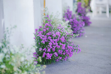 Fototapeta premium Purple flowers in a garden