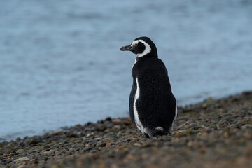 Naklejka premium Magellanic penguin, Caleta Valdes, peninsula Valdes, Chubut Province, Patagonia Argentina