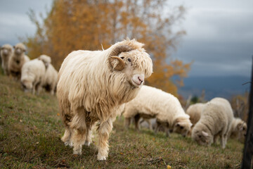 Obraz premium Sheep flock on a pasture and a big ram in the foreground