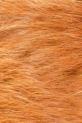 Fur vertical background. Natural fox fur macro photo as a background