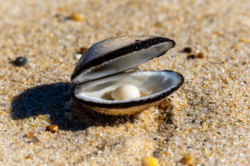 Open seashell with spherical object resting on sandy beach Portugal Ovar 9.10.2025