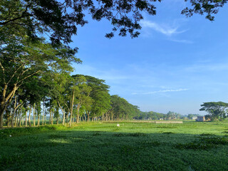Lush green field with trees and blue sky in the rural countryside