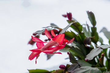 close up of a christmas cactus