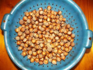 A blue plastic colander filled with ripe hazelnuts sits on a warm, wooden table