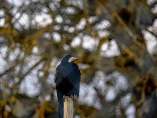 Krähen in einem Weinberg im Spätherbst