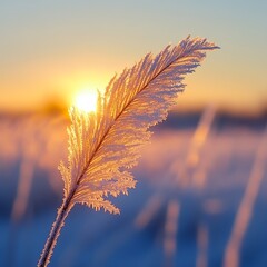 Golden Feather Sunrise Frosty Field, Dawn , Nature   high resolution   for isolate image