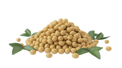 Soybean harvest with fresh green leaves for healthy cooking and plant based protein concepts