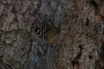 Fototapeta premium butterfly on tree