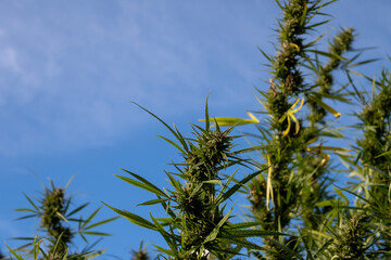 Cannabis plant in the field with blue sky on background.
