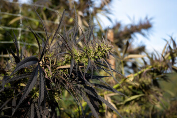 Cannabis plant in the field, close-up of marijuana leaves