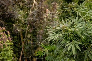 marijuana plants in the garden, cannabis growing in the garden.