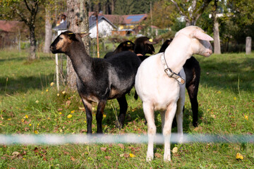 Sheep and goats in a meadow in the village in autumn