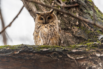 Long-eared owl (Asio otus), looking forward with wide opened eyes