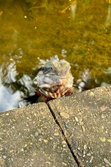 Lizard Peeking Out from the Water