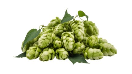 Fresh green hops for brewing, adding unique flavor to beer, and making creative craft beverages