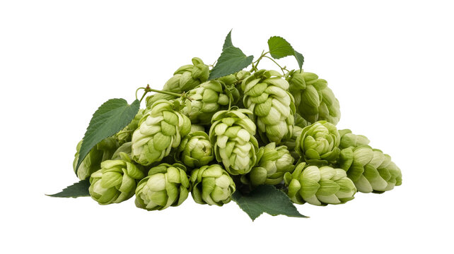 Fresh green hops for brewing, adding unique flavor to beer, and making creative craft beverages