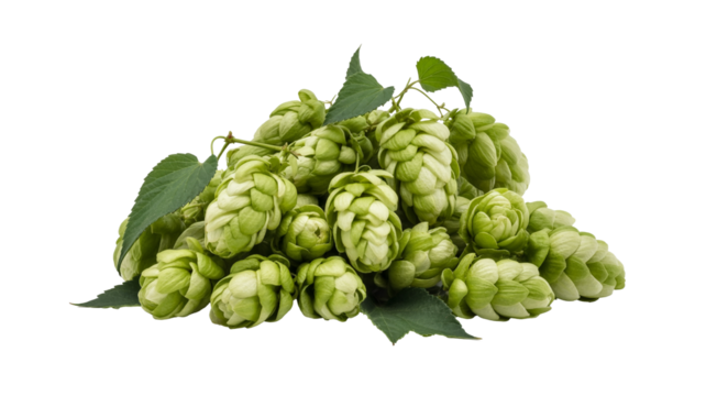 Fresh green hops for brewing, adding unique flavor to beer, and making creative craft beverages