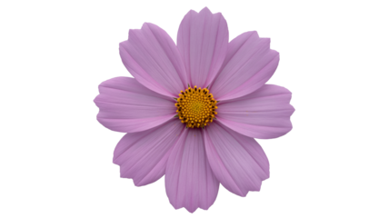 Delicate pink cosmos flower with golden center creating a soft, vibrant floral design element for spring
