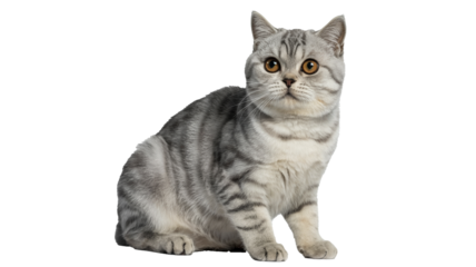 Adorable silver tabby cat gazing intently with striking gold eyes, pet portrait for animal lovers and design projects