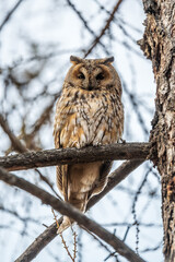 Long-eared owl (Asio otus), looking forward with wide opened eyes