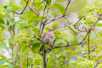 Thrush Nightingale, Luscinia luscinia. A bird sits on a tree branch and sings