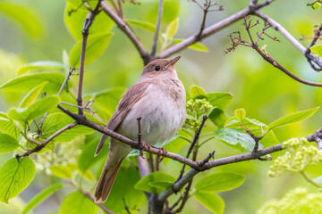 Thrush Nightingale, Luscinia luscinia. A bird sits on a tree branch and sings