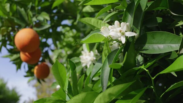 Orange Blossoms and Ripe Fruit on the Same Citrus Tree