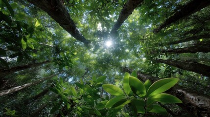 Sunlight Filtering Through Dense Green Canopy in Tranquil Forest