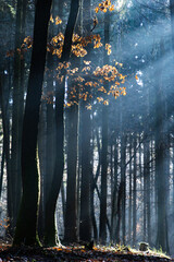 dark misty forest panorama fantasy halloween landscape