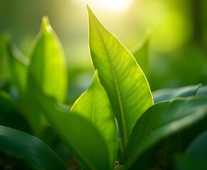 Close-Up of Green Leaves with Sunlight Filtering Through and Natural Bokeh