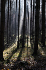 Fototapeta premium dark misty forest panorama fantasy halloween landscape