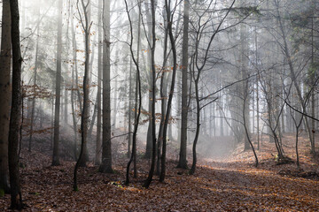 Obraz premium dark misty forest panorama fantasy halloween landscape