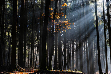 Obraz premium dark misty forest panorama fantasy halloween landscape