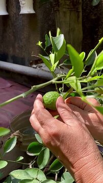 A woman picks green lime from a branch. Limes are a rich source of vitamin C, are sour, and are often used to accent the flavours of foods and beverages.