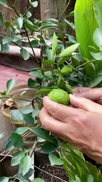 A woman picks green lime from a branch. Limes are a rich source of vitamin C, are sour, and are often used to accent the flavours of foods and beverages.