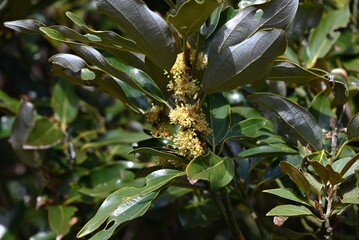Neolitsea sericea (Japanese name Shirodamo) flowers. Lauraceae evergreen. It is dioecious, with pale yellow flowers blooming next to the leaves, and only female trees produce berries.