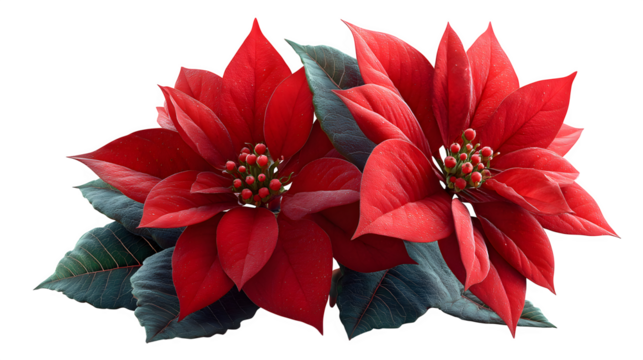 Red Poinsettia Blooms isolated on white background