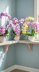 Serene display of orchid blossoms in pastel hues on a shelf corner
