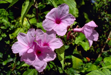 Ipomoea carnea subsp. fistulosa - Bush Morning Glory
