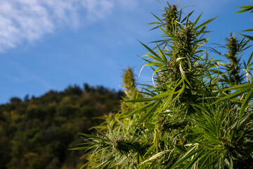 Marijuana plant on the background of the mountains and blue sky.