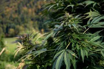 Cannabis plant on the background of the mountains and forests.