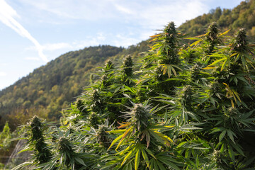 cannabis plant in the field on the background of the mountains