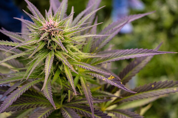 Cannabis buds on a marijuana plant. Medicinal indica with CBD. Indoor cultivation.