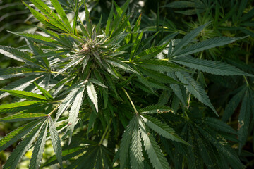 Cannabis sativa leaves. Green leaves of marijuana. Indoor cultivation of cannabis.