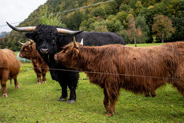 Scottish highland cattle in a meadow in Bavaria, Germany