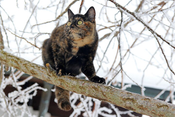 Eine hübsche schwarz-braune Schildpatt-Katze auf einem Baum