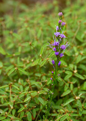 A vertical close-up of small-headed blazing star, Liatris microcephala,  a native perennial with spikes of showy purple flowers that blooms in the late summer to fall. Photographed in Alabama. 